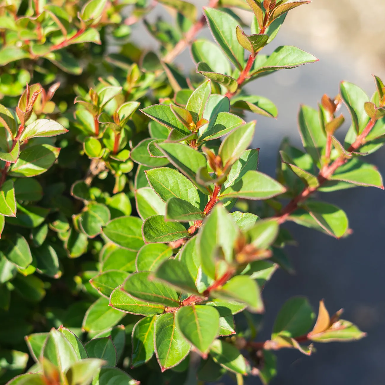 Pocomoke Crape Myrtle Shrub