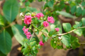 Pocomoke Crape Myrtle Shrub