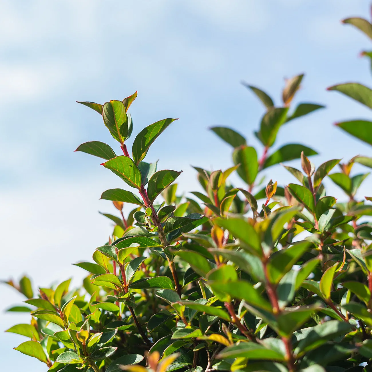 Pocomoke Crape Myrtle Shrub