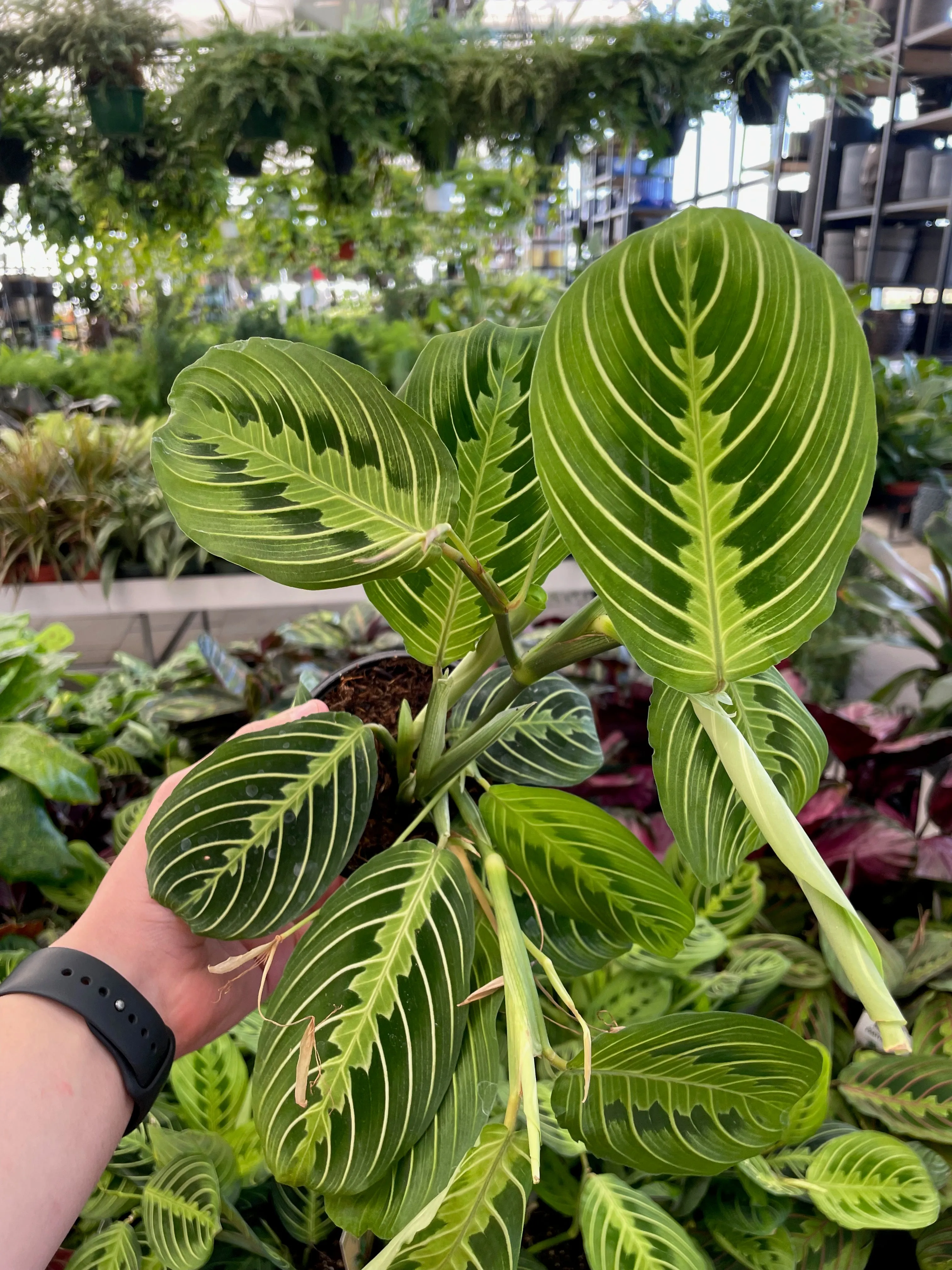 Prayer Plant Maranta Lemon Lime