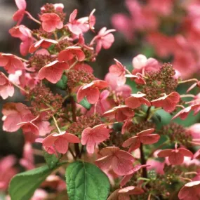 Quick Fire® Hydrangea Shrub