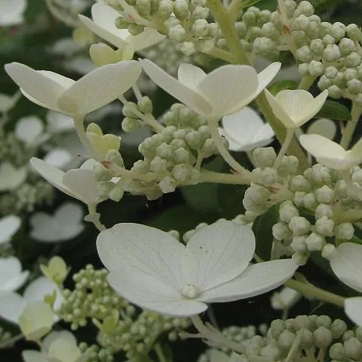 Quick Fire® Hydrangea Shrub