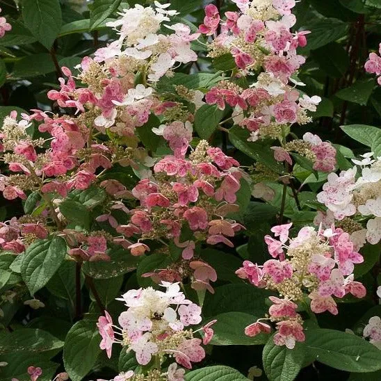 Quick Fire® Hydrangea Shrub