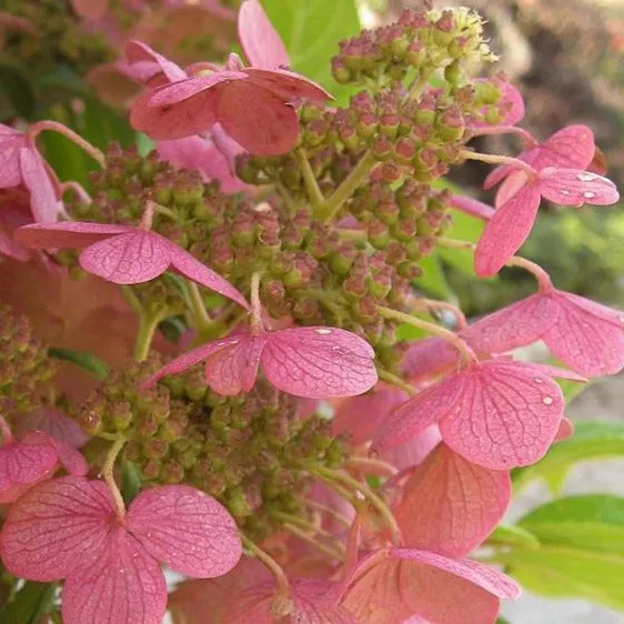 Quick Fire® Hydrangea Shrub