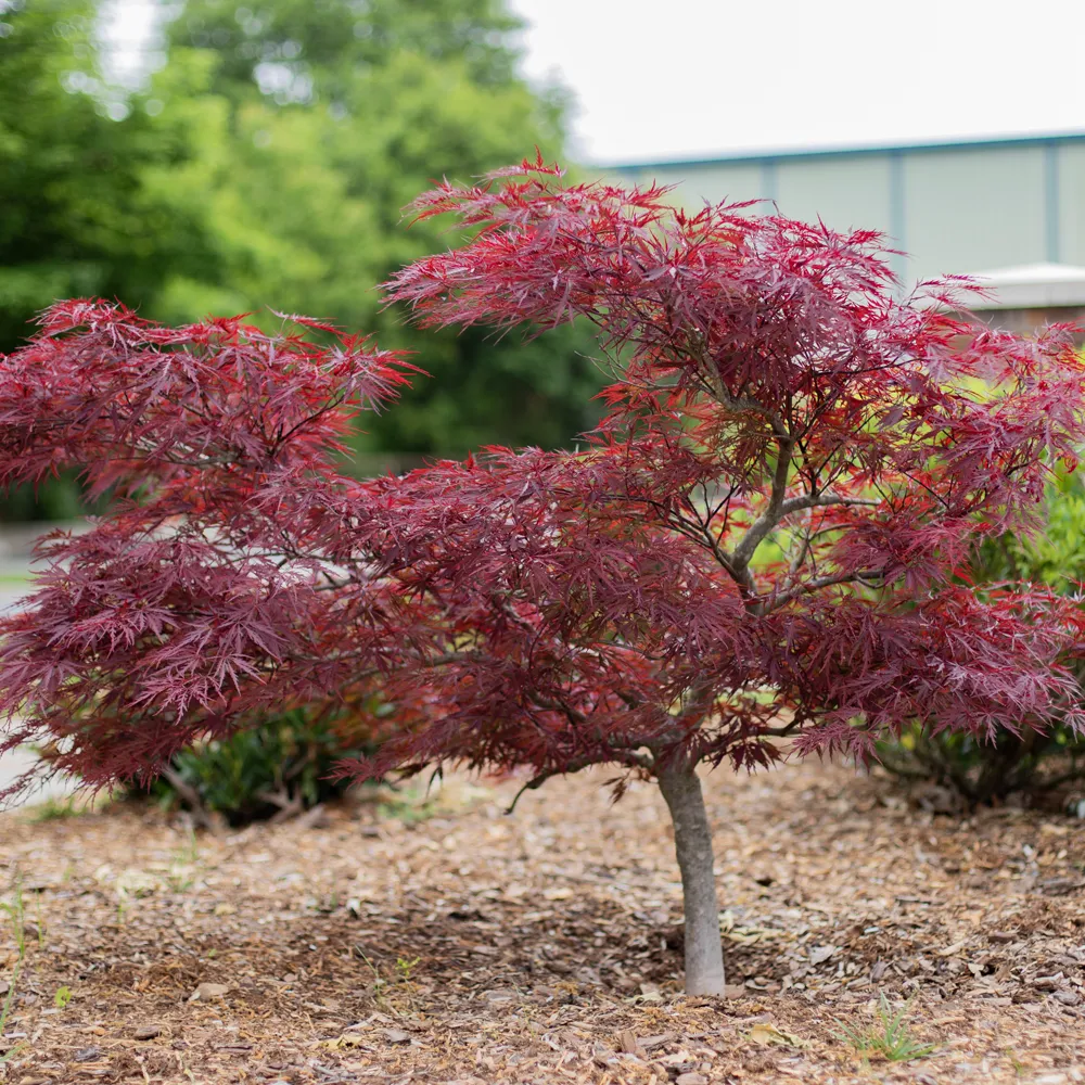 Red Dragon Japanese Maple