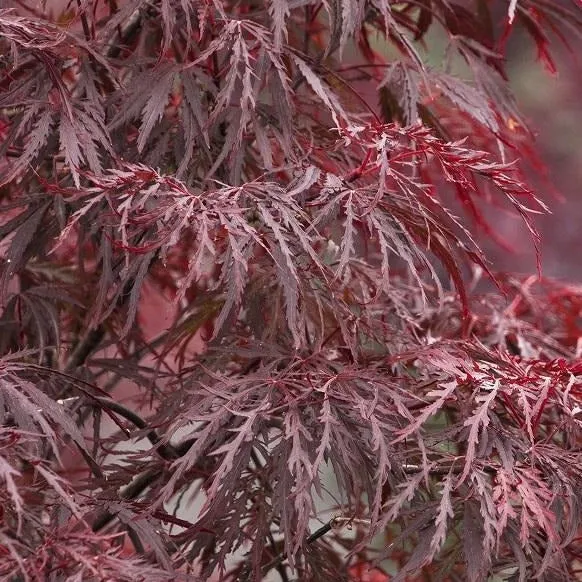 Red Dragon Japanese Maple