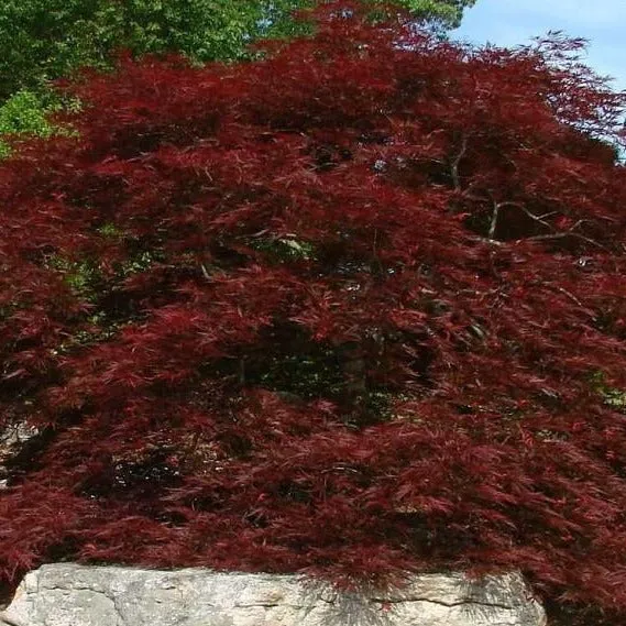 Red Dragon Japanese Maple