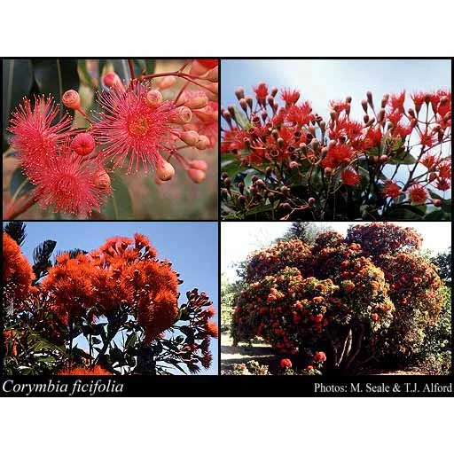 Red Flowering Gum Seeds