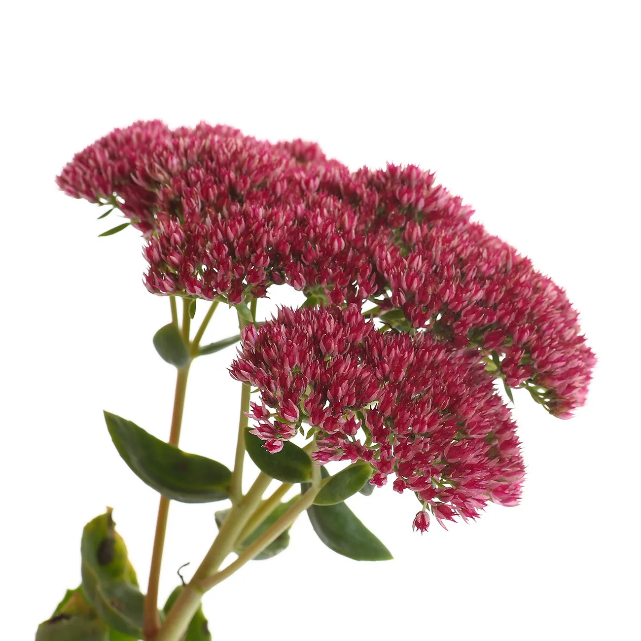 Sedum Autumn Fire