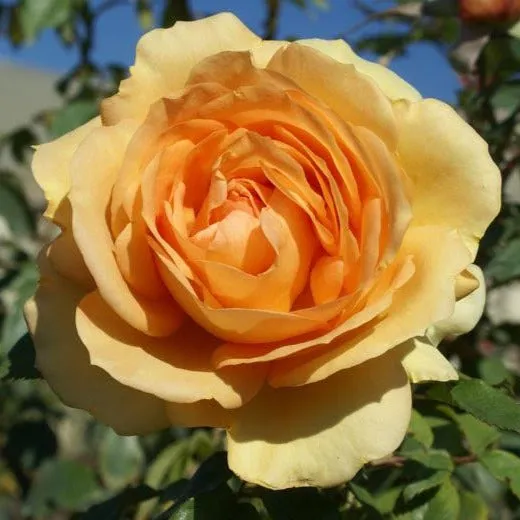 South Africa® Sunbelt® Rose Tree