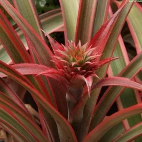 Thornless Variegated Pineapple Plant (Ananas comosus variety inermis)