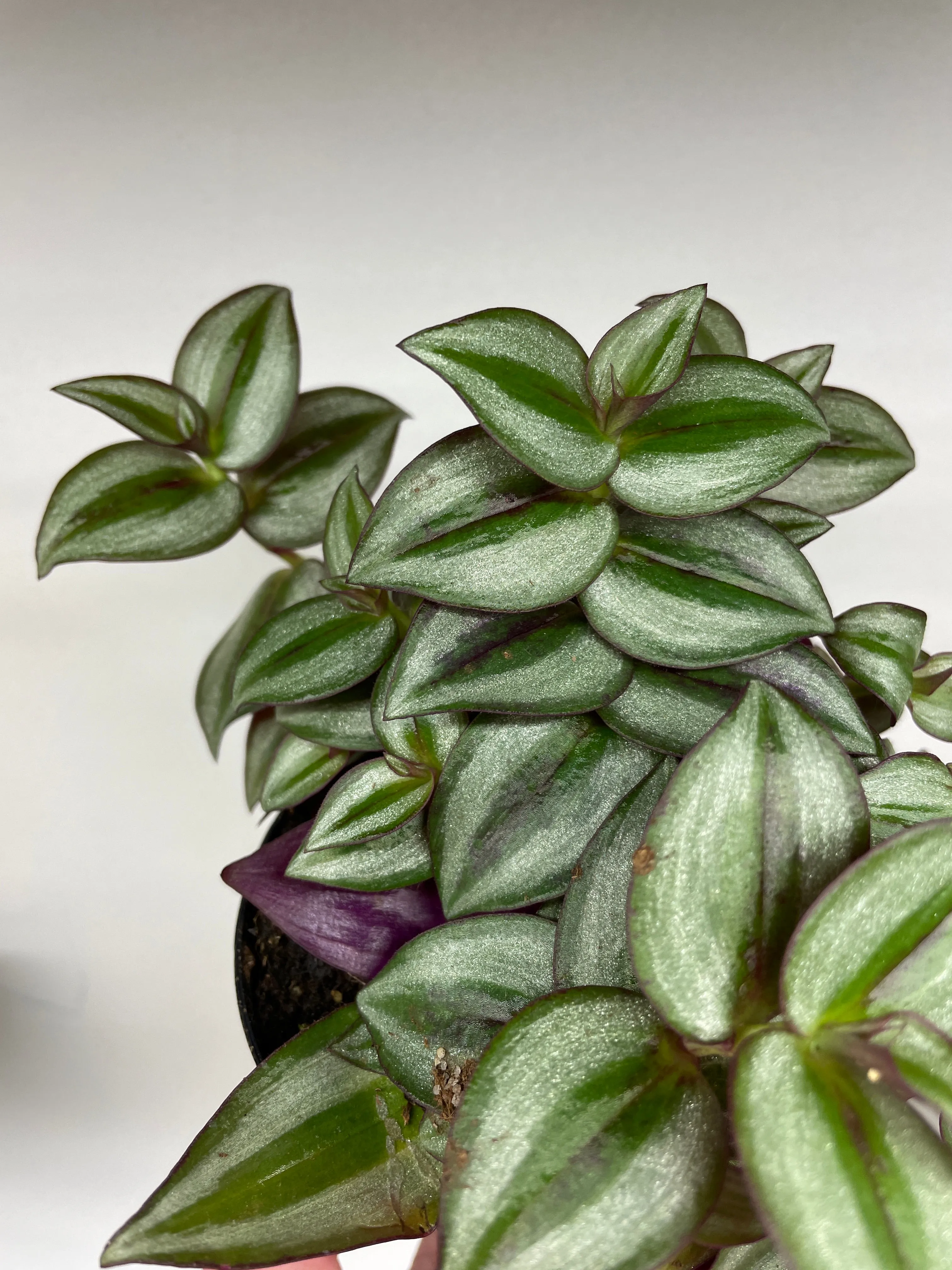 Tradescantia zebrina Purple