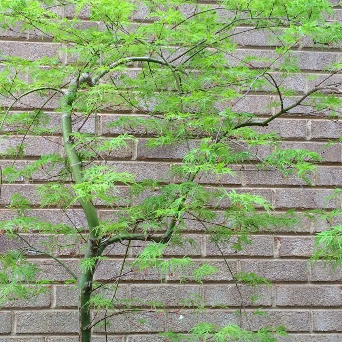 Weeping Viridis Japanese Maple