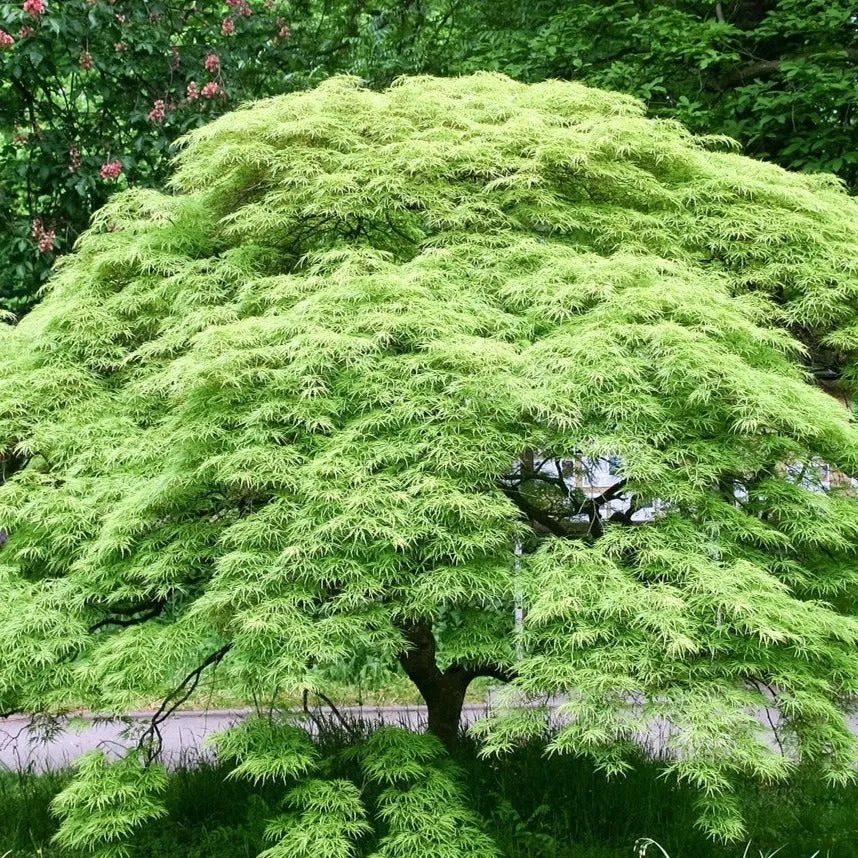 Weeping Viridis Japanese Maple