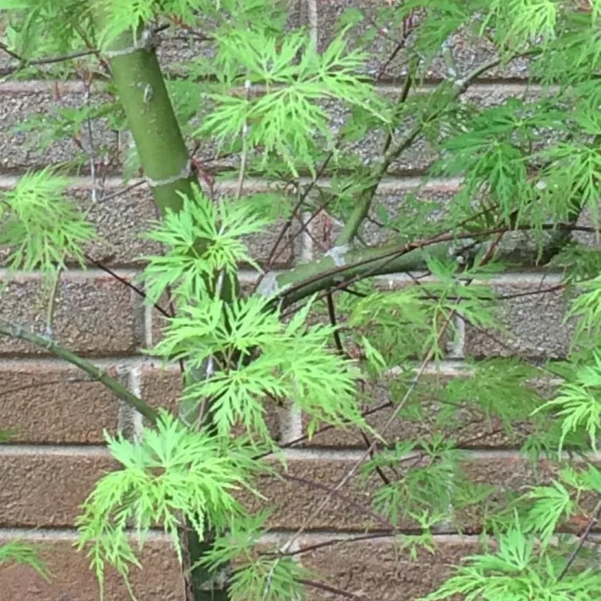 Weeping Viridis Japanese Maple