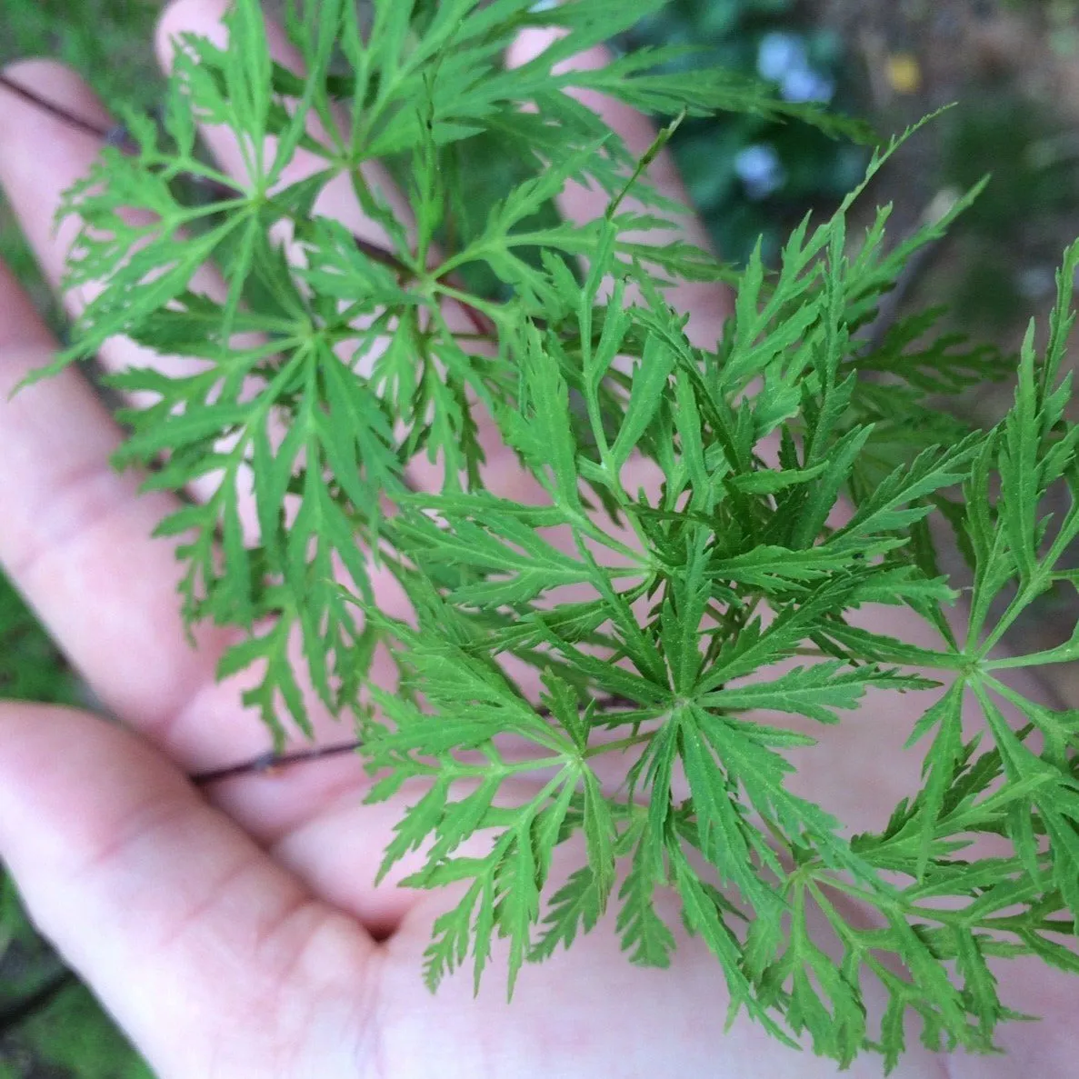 Weeping Viridis Japanese Maple