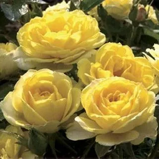 Yellow Sunblaze® Miniature Rose Tree