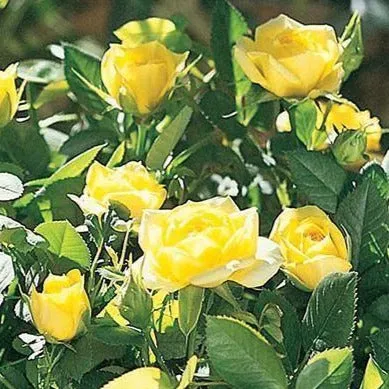 Yellow Sunblaze® Miniature Rose Tree