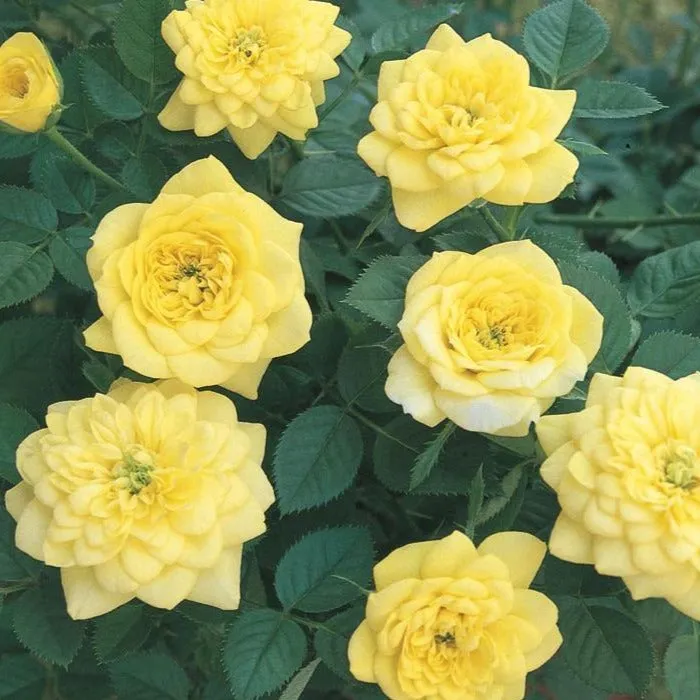 Yellow Sunblaze® Miniature Rose Tree