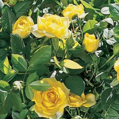 Yellow Sunblaze® Miniature Rose Tree