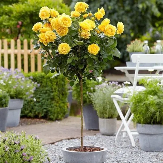 Yellow Sunblaze® Miniature Rose Tree