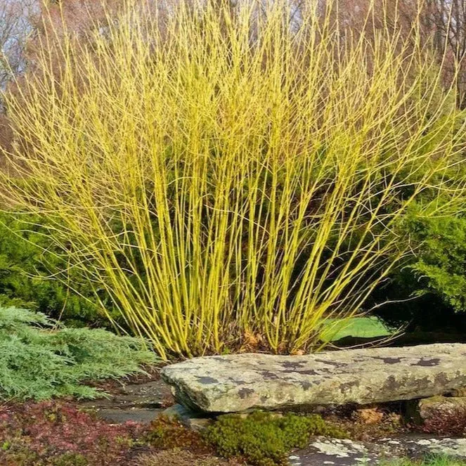 Yellow Twig Dogwood