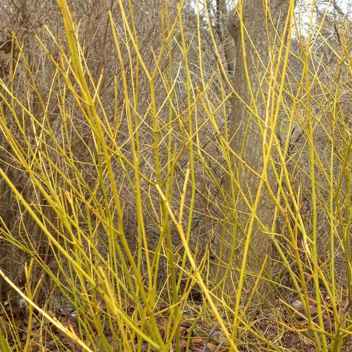 Yellow Twig Dogwood