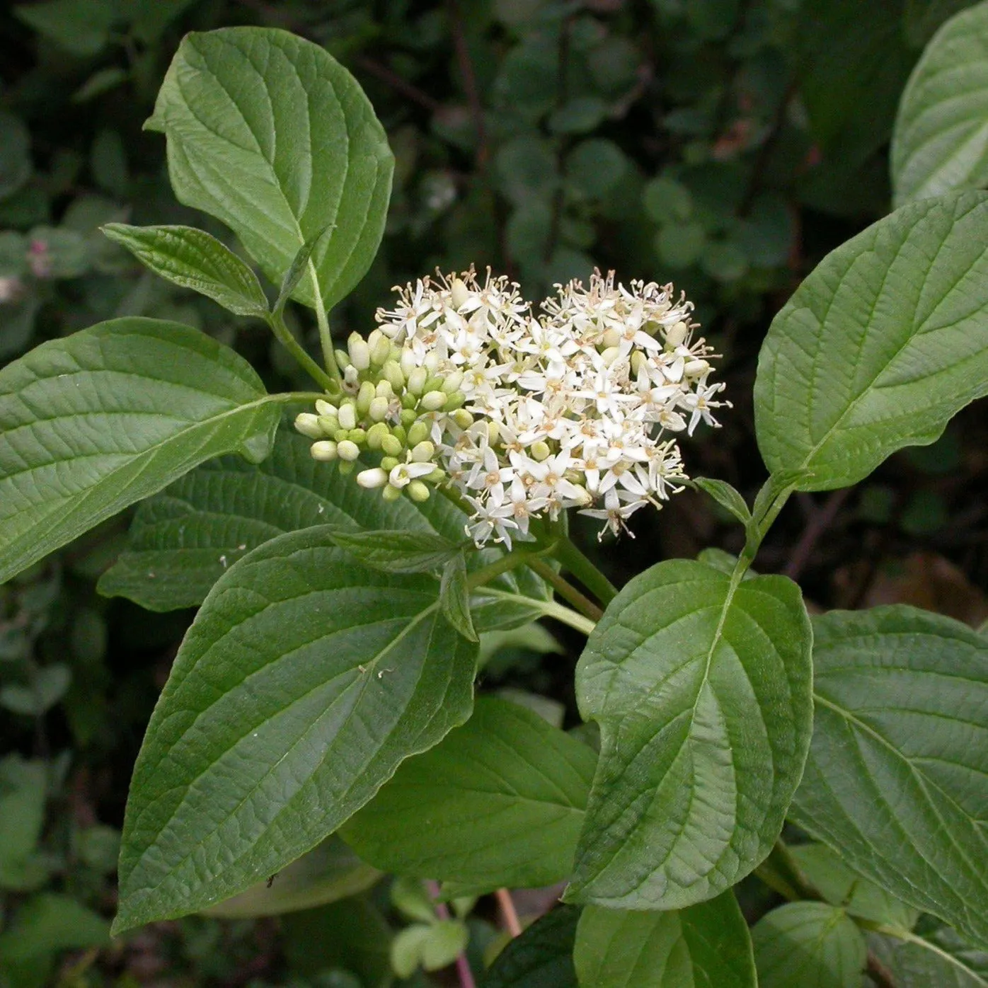 Yellow Twig Dogwood